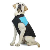 Blue vest on a yellow Labrador, studio shot