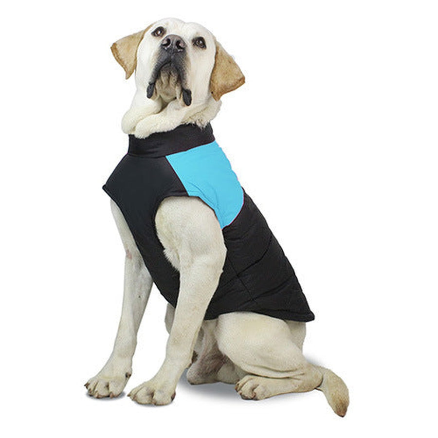 Blue vest on a yellow Labrador, studio shot