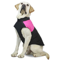 Pink vest on a yellow Labrador, studio shot