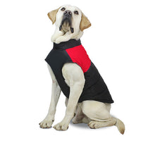 Red vest on a yellow Labrador, studio shot