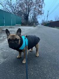 French bulldog in the blue vest on a walk — buyer photo