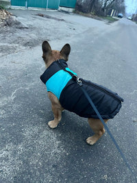 The blue vest from behind on a walk — buyer photo