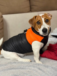 Jack Russell in the orange vest at home — buyer photo