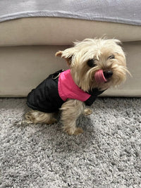 Yorkie in the pink vest — buyer photo