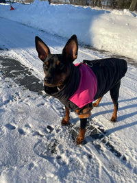 A min pin in the pink vest on a snowy walk — buyer photo