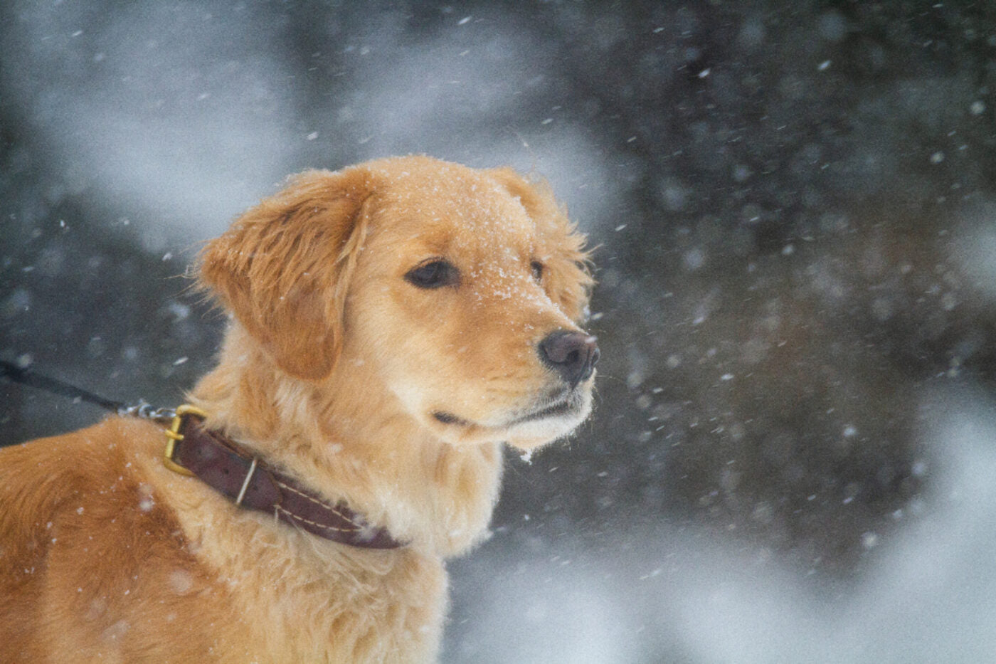 Golden retriever in falling snow
