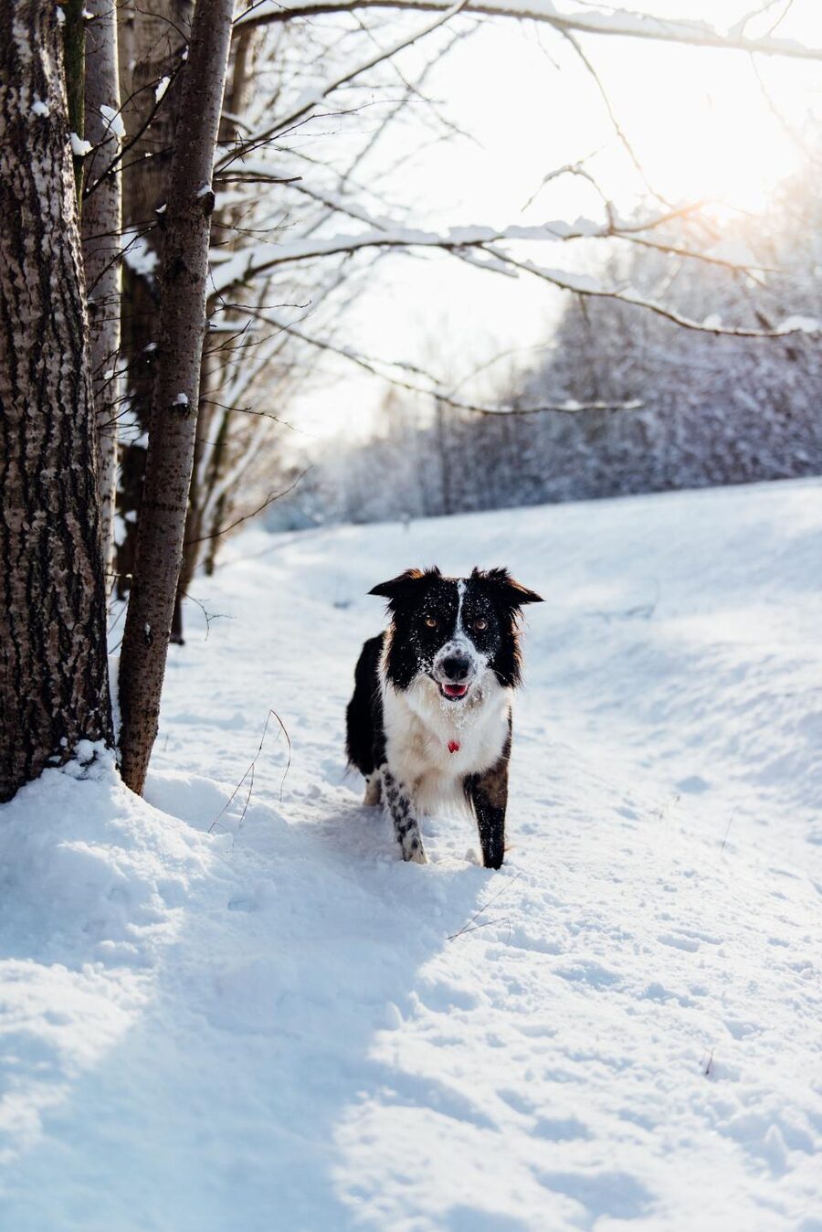 Border collie on a snowy tree-lined path