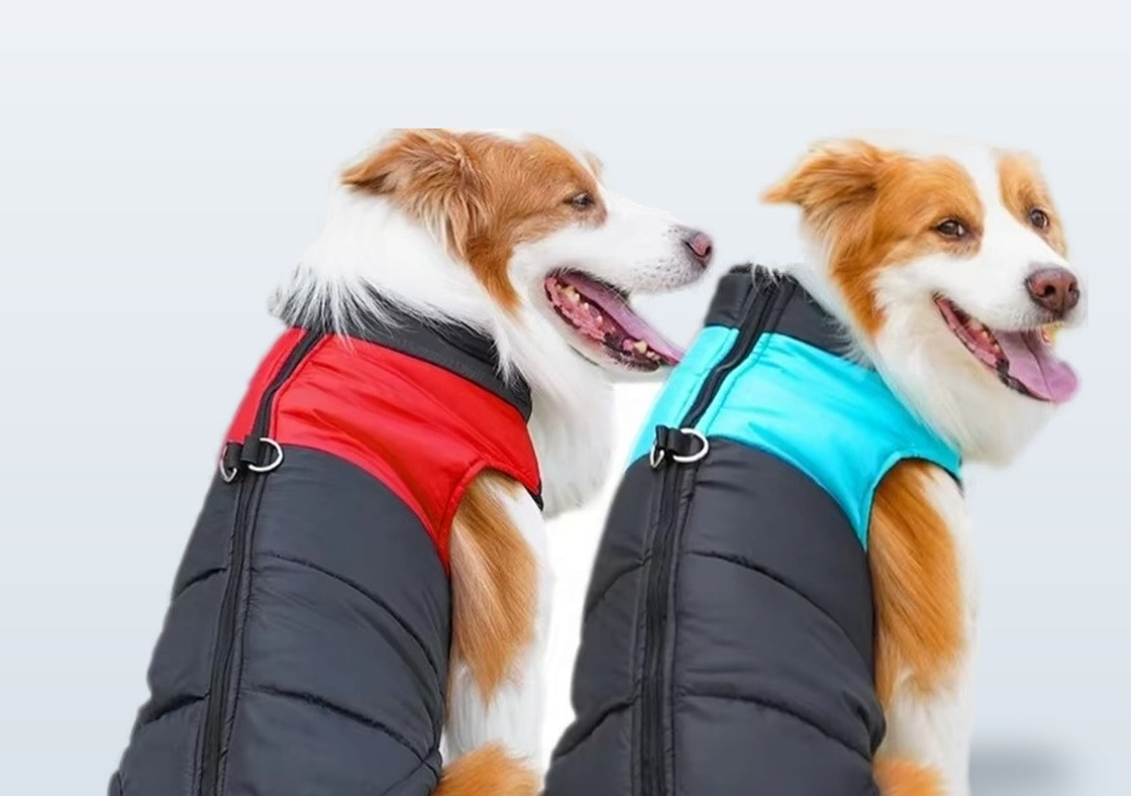 Two dogs wearing the quilted winter vest in red and blue